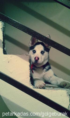 gölge Erkek Sibirya Kurdu (Husky)