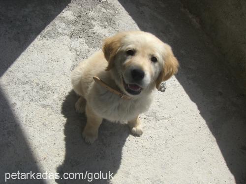 maya Dişi Golden Retriever