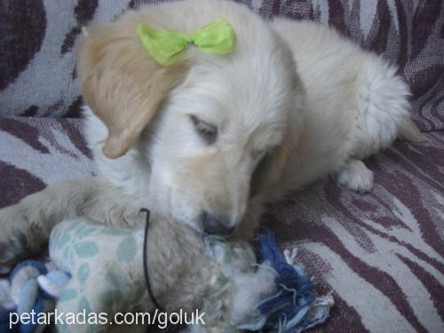 maya Dişi Golden Retriever