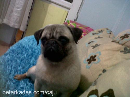 kaju Dişi Pug