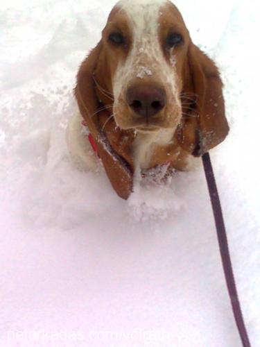 zazee Dişi Basset Hound