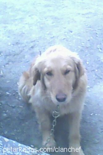 uyuşuk Dişi Golden Retriever