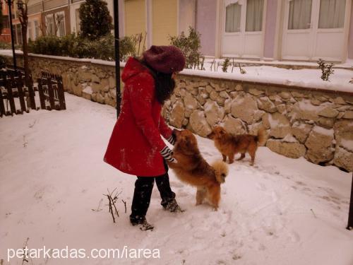 diyezvebemol Erkek Sokö (Sokak Köpeği)