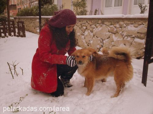 diyezvebemol Erkek Sokö (Sokak Köpeği)