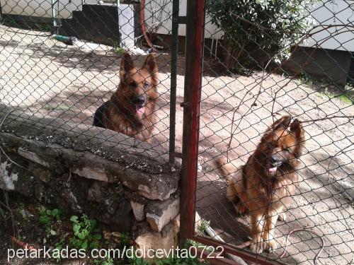 mısırçiko Erkek Alman Çoban Köpeği