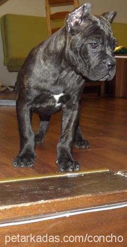 lorine Dişi Cane Corso Italiano