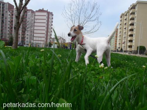 athenamelek Dişi Jack Russell Terrier