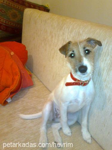 athenamelek Dişi Jack Russell Terrier