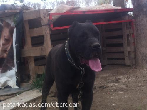 oscar Erkek Cane Corso Italiano