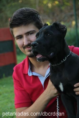 oscar Erkek Cane Corso Italiano