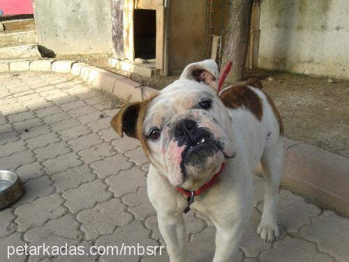 ody Erkek İngiliz Bulldog