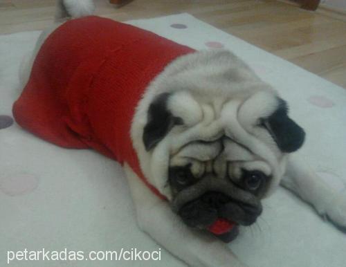 Çiko Erkek Pug