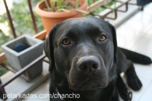 chancho Erkek Labrador Retriever