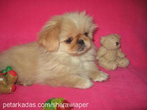 sasha Dişi Pekingese