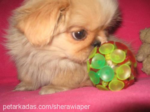 sasha Dişi Pekingese