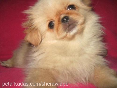 sasha Dişi Pekingese