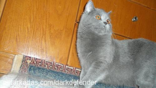 armi Dişi British Shorthair