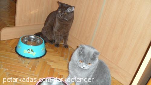 armi Dişi British Shorthair