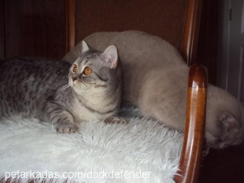 armi Dişi British Shorthair