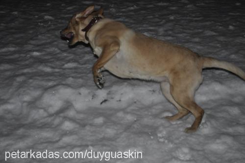 Çakıl Dişi Labrador Retriever