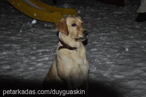 Çakıl Dişi Labrador Retriever