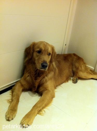 ares Erkek Golden Retriever