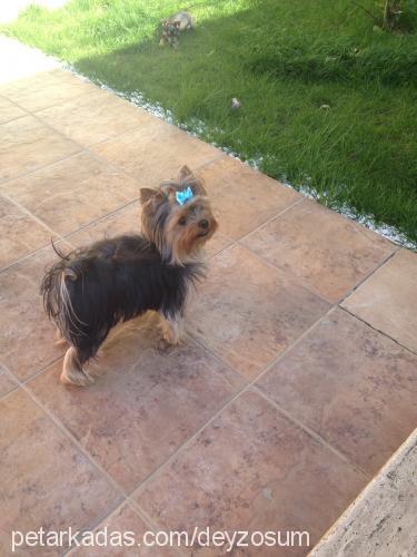 daisy Dişi Yorkshire Terrier