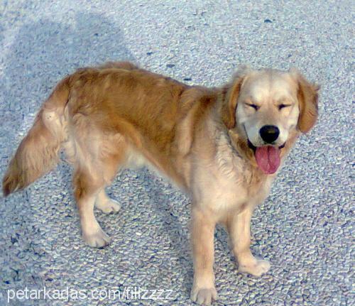 linda Dişi Labrador Retriever