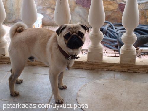 paşa Erkek Pug