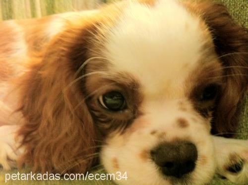 miley Dişi Cavalier King Charles Spanieli