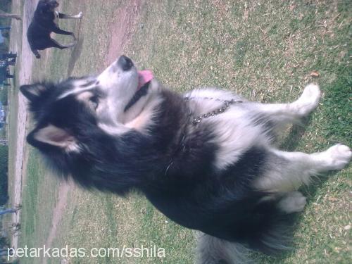 ice Erkek Alaskan Malamute