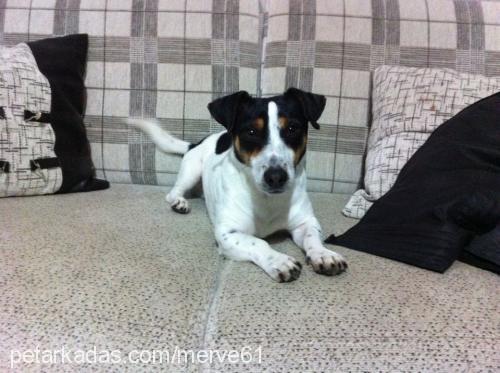 marly Erkek Jack Russell Terrier