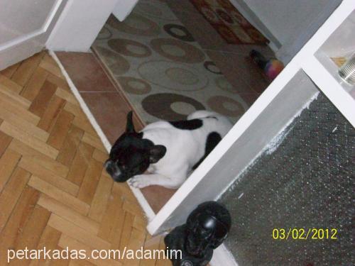 adamım Erkek Boston Terrier