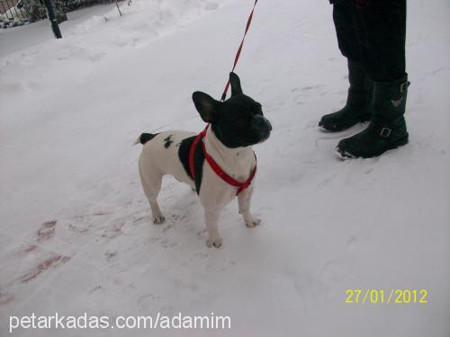 adamım Erkek Boston Terrier