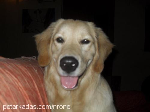 sheila Dişi Golden Retriever