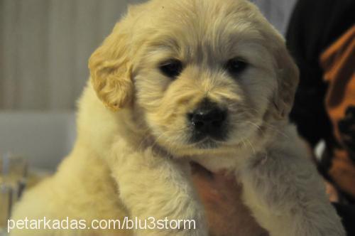 badem Dişi Golden Retriever