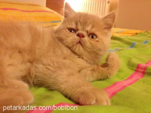 jazz Erkek Exotic Shorthair