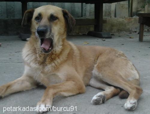 lucifer Dişi Sokö (Sokak Köpeği)