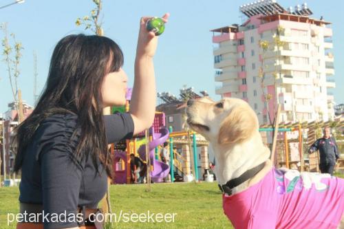 seker Dişi Golden Retriever