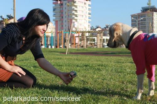 seker Dişi Golden Retriever