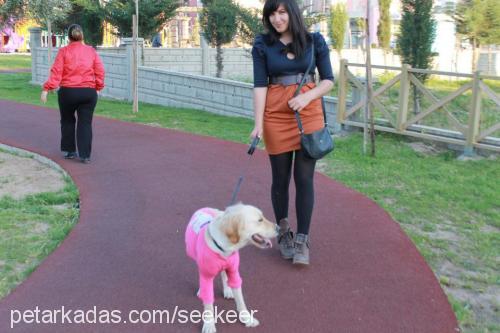 seker Dişi Golden Retriever