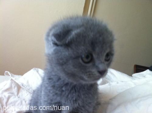 kyoshi Dişi Scottish Fold