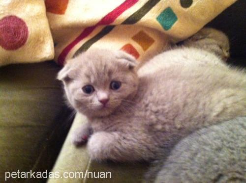 kyoshi Dişi Scottish Fold