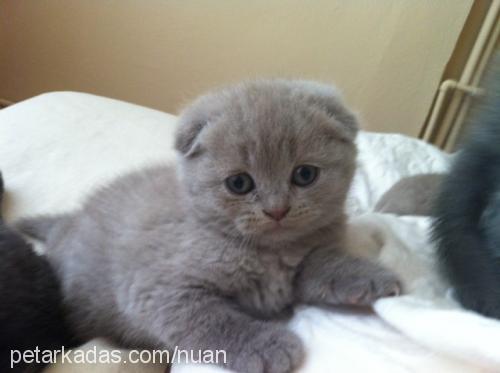 kyoshi Dişi Scottish Fold