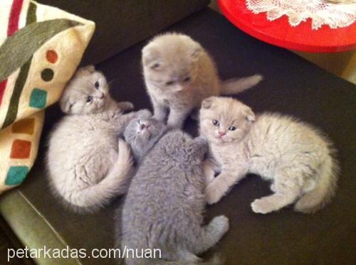 kyoshi Dişi Scottish Fold