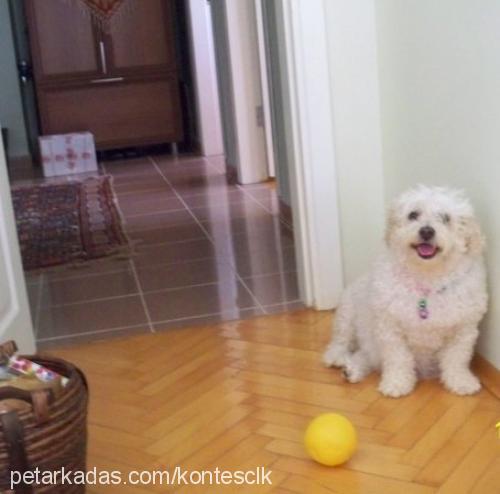 kontes Dişi Poodle (Standart Kaniş)