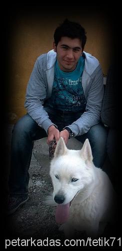 Şafak Erkek Sibirya Kurdu (Husky)