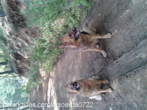 mısırçiko Erkek Alman Çoban Köpeği