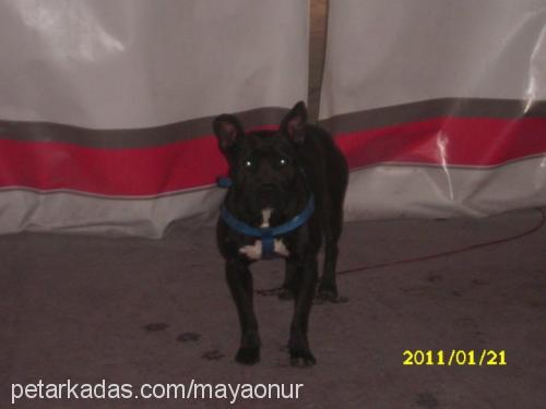 maya Dişi Amerikan Staffordshire Terrier