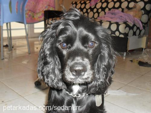 zeytin Dişi Amerikan Cocker Spaniel